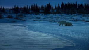 Земля ночью в цвете 2 сезон 6 серия «Зима белых медведей» (документальный сериал, 2020)