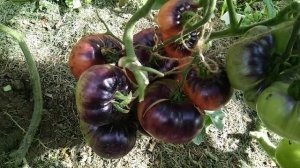 Томат Черничный десерт, обзор, дегустация