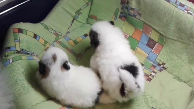 kennel "Star Way Royal" - Pomeranian Spitz (2) смотреть онлайн