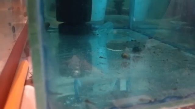 Скалярии на снегу смотреть онлайн