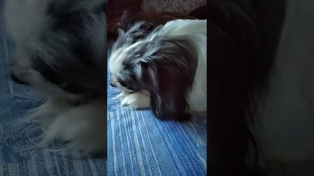 Собака кушает вкусняшку. смотреть онлайн