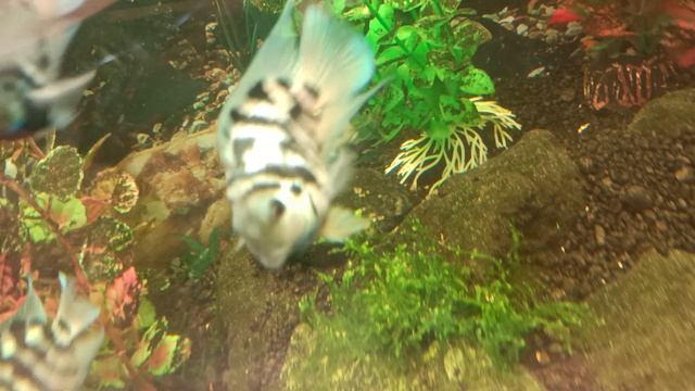 Попугаи отнерестились в аквариуме на работе.