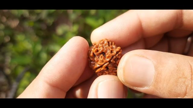 Buy Original Nepali 5 Mukhi Rudraksha # 0571 смотреть онлайн