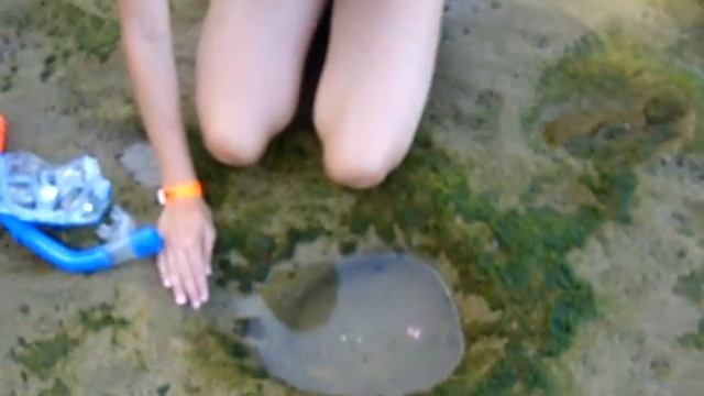 CIMG7096.AVI Rincon Swimming Nudibranch July 2009 #3 смотреть онлайн