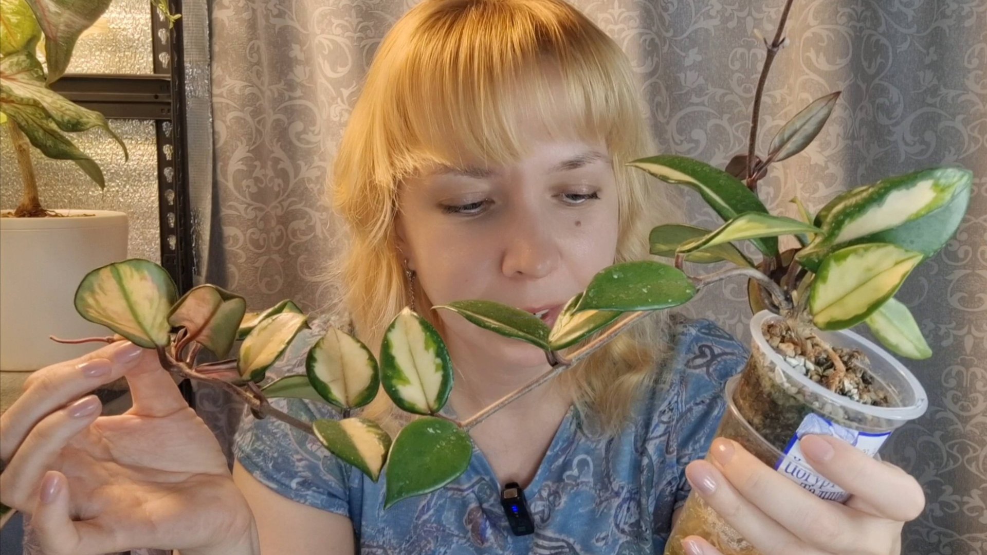 Моя самая медленная хойя, пересадка смотреть онлайн