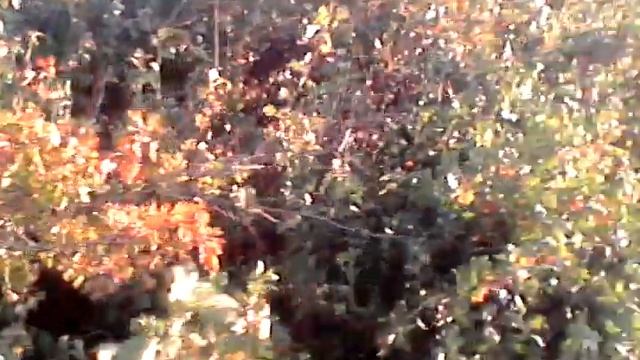 урожай лесной смородины смотреть онлайн