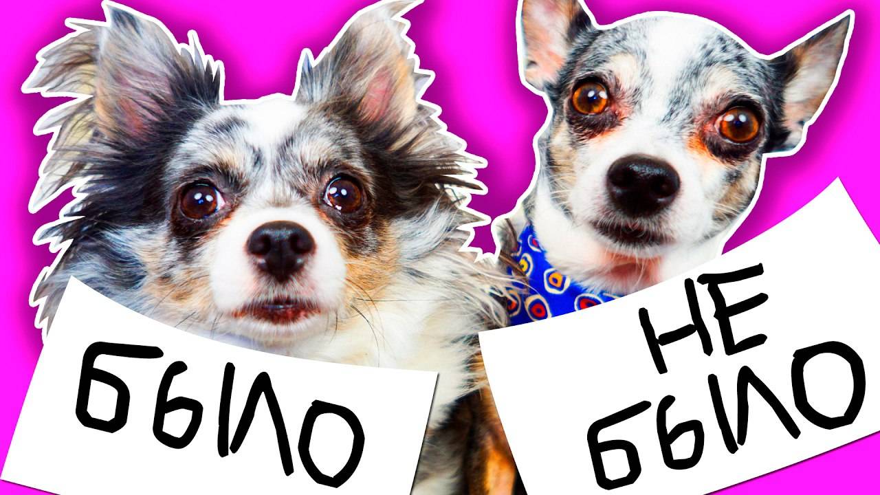 МЫ ЦЕЛОВАЛИСЬ и ЕЛИ КАКАШКИ? БЫЛО или НЕ БЫЛО ЧЕЛЛЕНДЖ СОБАКИ 🐶🎯 смотреть онлайн