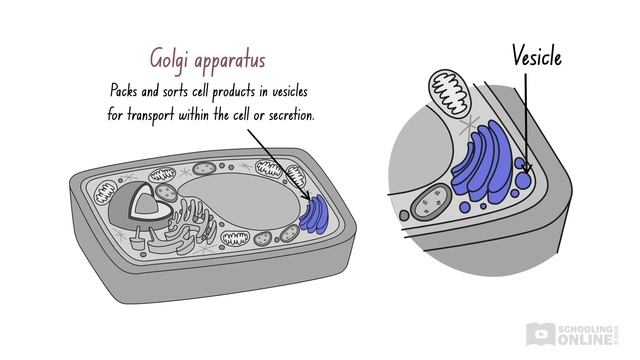 Structure and Function of Plant Cells - Lesson 2 смотреть онлайн