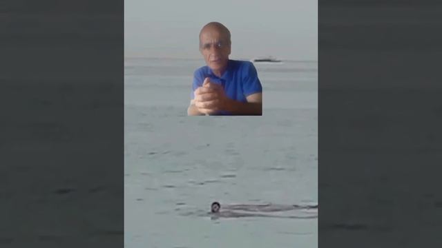 shark attacks Russian tourist in egybt смотреть онлайн