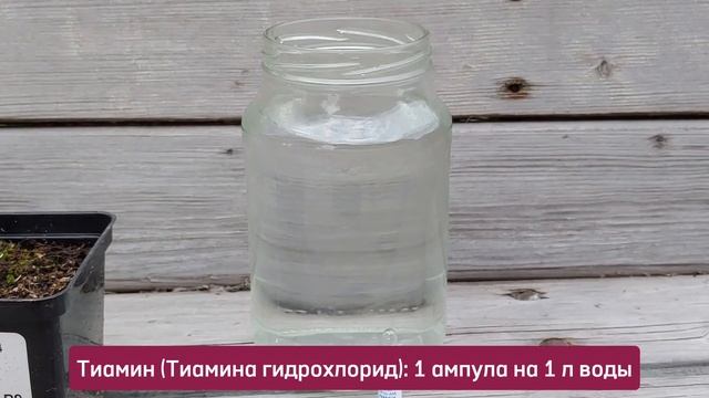 Что делать, если гортензия не просыпается. смотреть онлайн