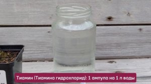 Что делать, если гортензия не просыпается.