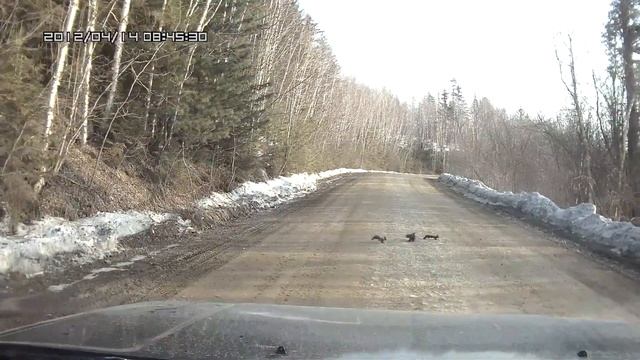 Три белки:) смотреть онлайн