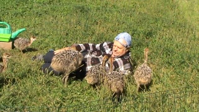 Страусята 0 смотреть онлайн