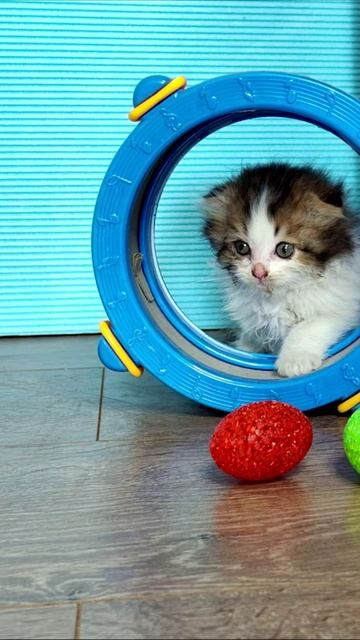 Поехали. Котята!!! смотреть онлайн