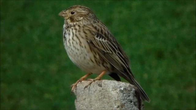Corn bunting singing, Miliaria calandra, presura sura cantand смотреть онлайн
