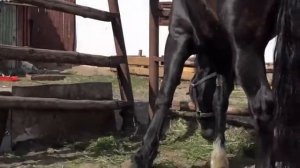 Цыганские лошади