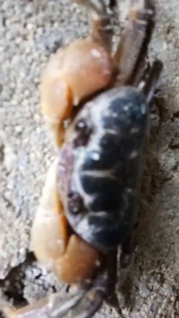 monster crab смотреть онлайн