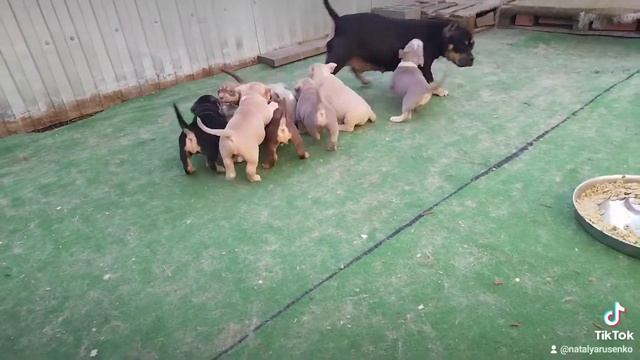 сладкие пончики