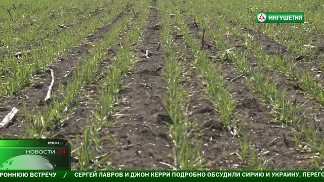 ПОДКОРМКА ПОСЕВОВ смотреть онлайн