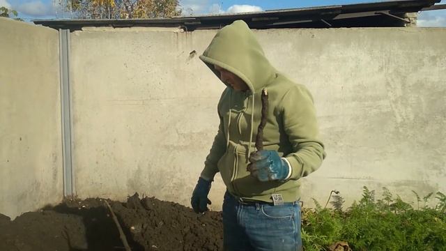 Пересадка павловнии смотреть онлайн