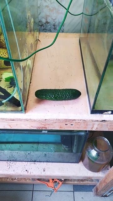 Супер способ крепления огурца в аквариуме! #аквариум #лайфхаки #aquarium #обзор #guppy #bettafish смотреть онлайн