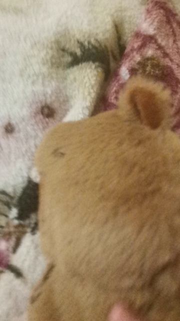 Влог с капи 3 часть!