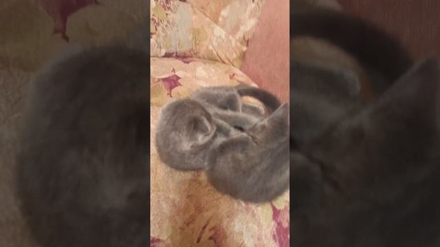 @ Вислоухий Шотландский котенок. смотреть онлайн