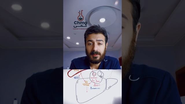 سبيل ايض البيليروبين urobilinogen formation смотреть онлайн