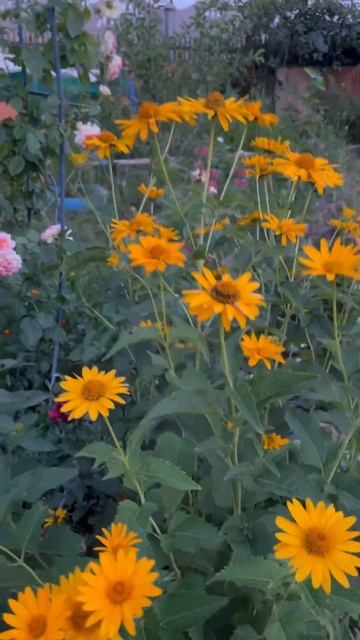 #деревенскийвлог #из_города_в_деревню #буднивдеревне #деревня #дачасвоимируками смотреть онлайн