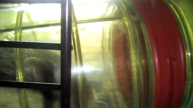 #1Как, Бусинка спит в трубе:) смотреть онлайн