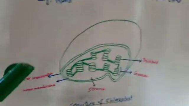 9th biology chapter 4 topic plastid смотреть онлайн