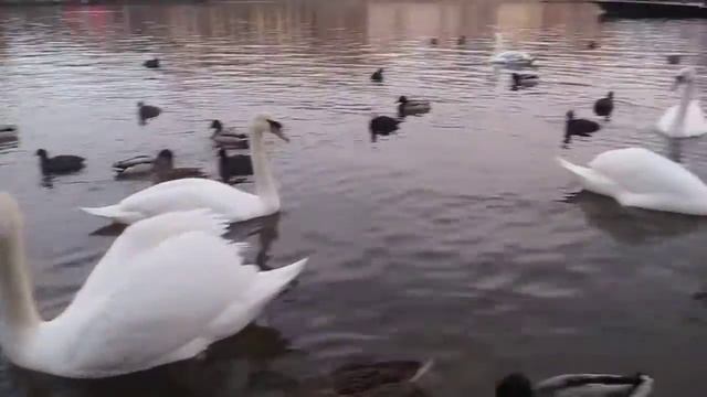 Фауна Влтавы смотреть онлайн