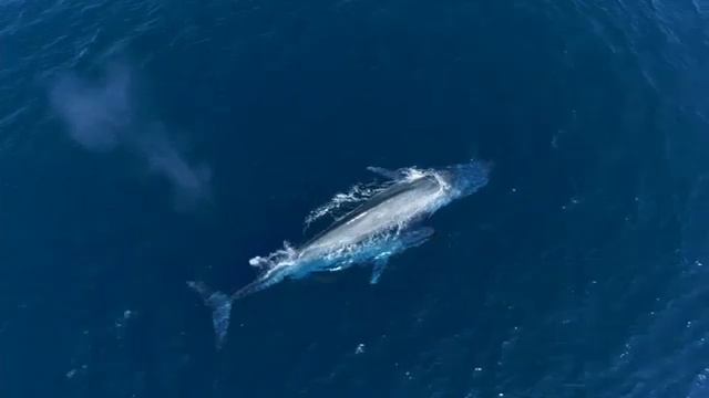 Whales | Sri Lanka смотреть онлайн
