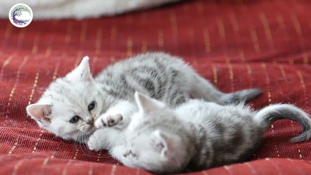 Bustling animal life: Cat, Rabbit, Parrot, Sheep, Tiger, Fox, Ostrich, Fish смотреть онлайн