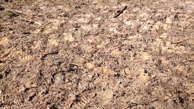 Земляные пчёлы смотреть онлайн