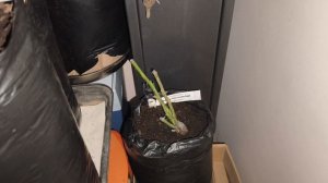 Сажаем розы с ОКС в марте