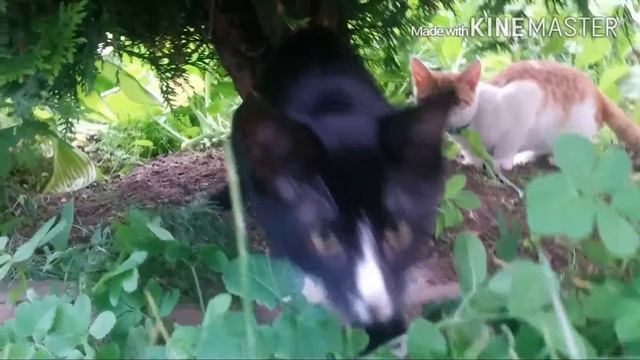 Кошачья жизнь смотреть онлайн