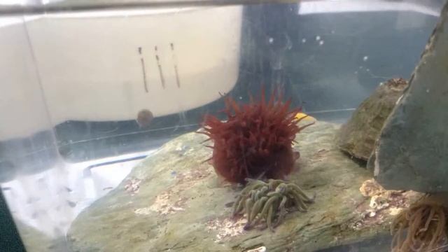 Anemones Fighting смотреть онлайн