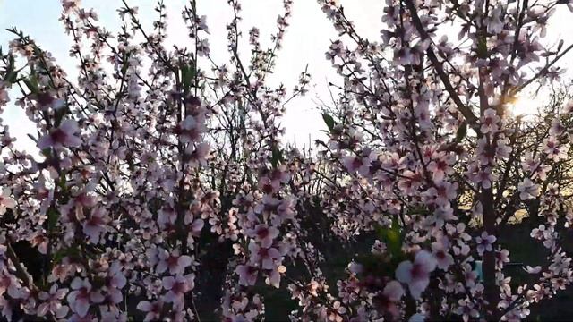 Un superb piersic plat înflorit! 😍🌼🌸 смотреть онлайн