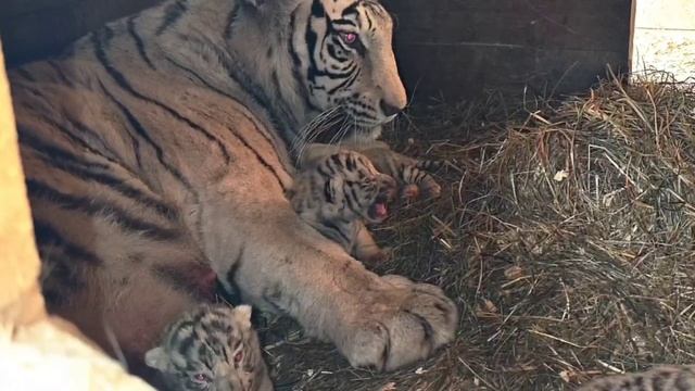 В Барнаульском зоопарке родились четыре бенгальских тигренка смотреть онлайн
