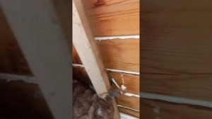 утепление брусового дома внутри. недельные помледствия