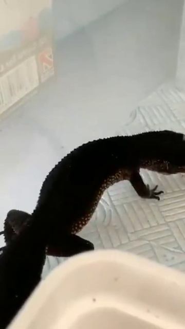 #gecko#blackgecko#amazinggecko#геккон#чёрныйгеккон смотреть онлайн