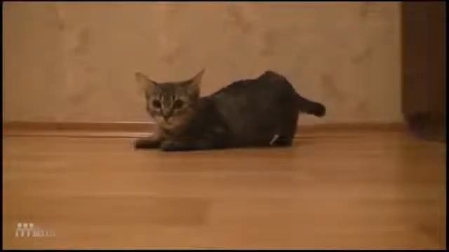 самый быстрый котик в мире смотреть онлайн
