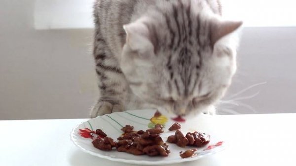 Милый кот ест корм - Cute cat eats food - 귀여운 고양이가 음식을 먹는다 - Marshmallow Challenge