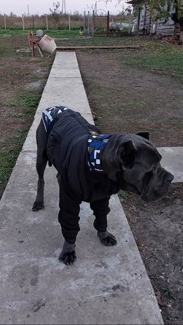 Кане Корсо модный парень смотреть онлайн