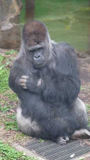 Женская логика #юмор #приколы #жиза #gorilla #прикол #семья #funny #zoo #гориллы смотреть онлайн