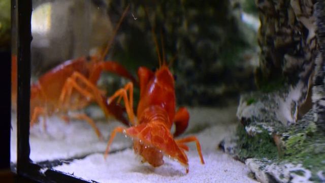 Cherax Holthuisi смотреть онлайн