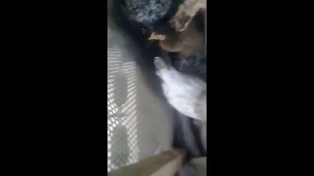 тауықтар жаңа видео жаңа канал балапандар смотреть онлайн