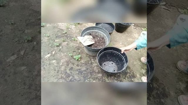 Repotting keladi pink guava. смотреть онлайн