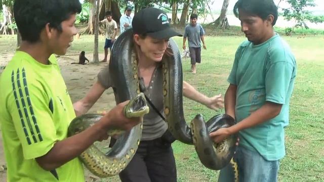 Giant Anaconda handled by woman - Amazon Jungle. смотреть онлайн